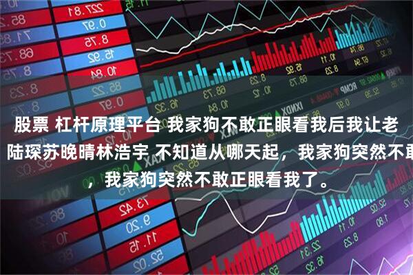 股票 杠杆原理平台 我家狗不敢正眼看我后我让老婆净身出户了 陆琛苏晚晴林浩宇 不知道从哪天起，我家狗突然不敢正眼看我了。